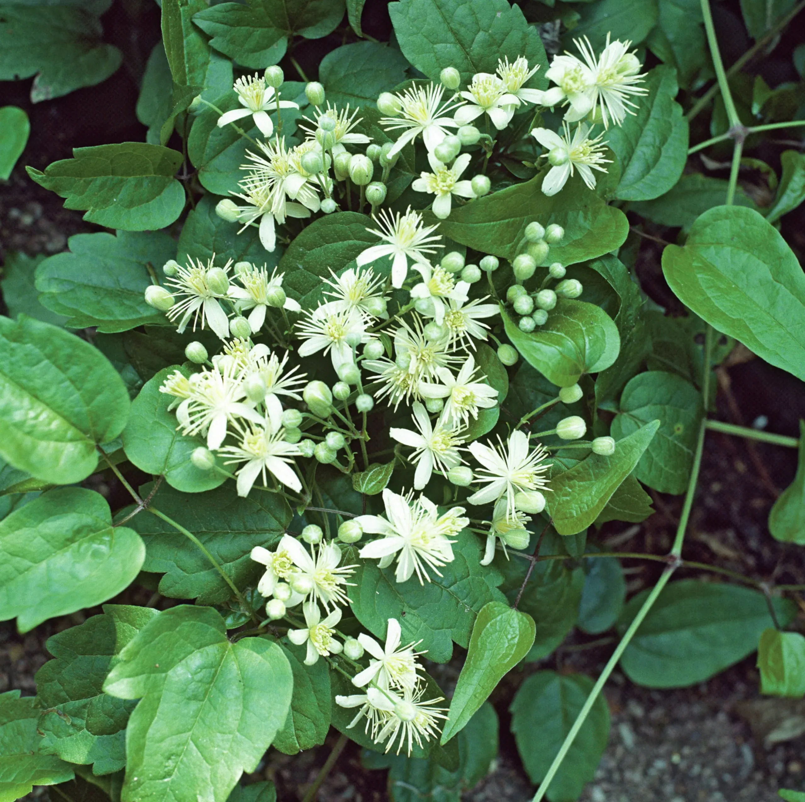 Skogsklematis Vitalba