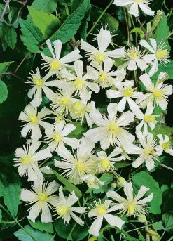 Skogsklematis Vitalba 'Paul Farges Sum Snow'