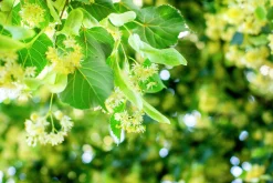 Skogslind 'Greenspire'