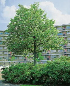 Skogslind 'Greenspire'