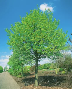 Skogslind 'Greenspire'