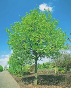 Skogslind 'Greenspire' Goliath Högstam Barrotad