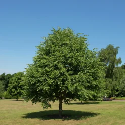 Skogslind 'Greenspire' Goliath Högstam Barrotad