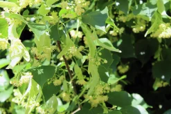 Skogslind 'Greenspire' Goliath Högstam Barrotad
