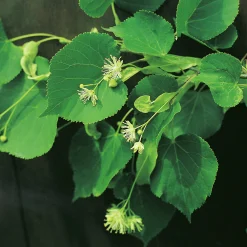Skogslind 'Tillia Cordata'