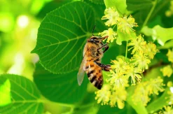 Skogslind 'Tillia Cordata'