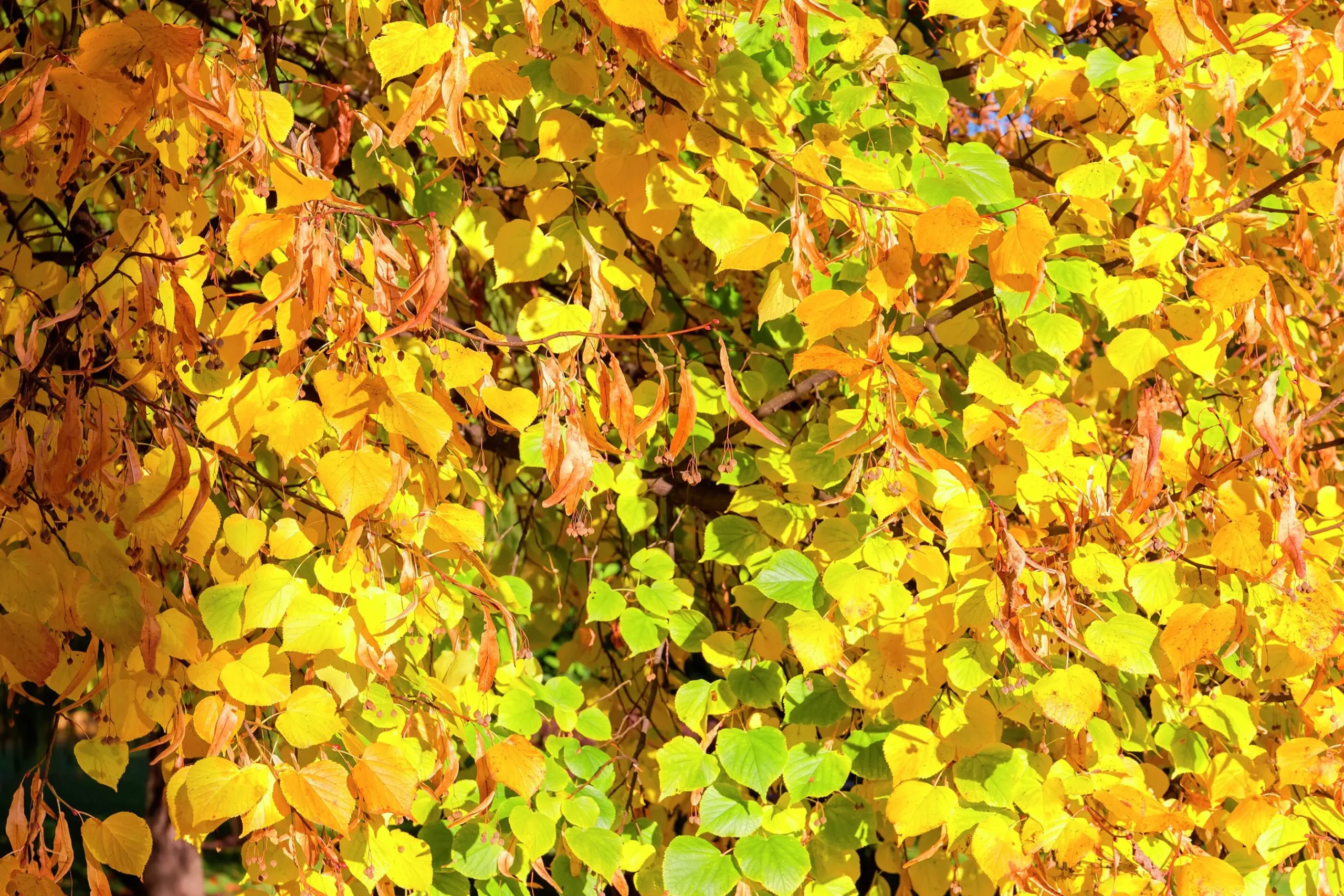 Skogslind 'Tillia Cordata'