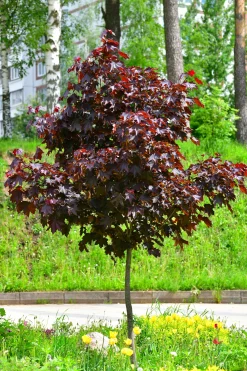 Skogslönn 'Royal Red' Stamhöjd ca 80-90cm