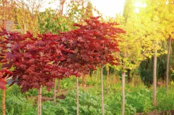 Skogslönn 'Royal Red' Stamhöjd ca 80-90cm