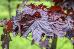 Skogslönn 'Royal Red' Stamhöjd ca 80-90cm