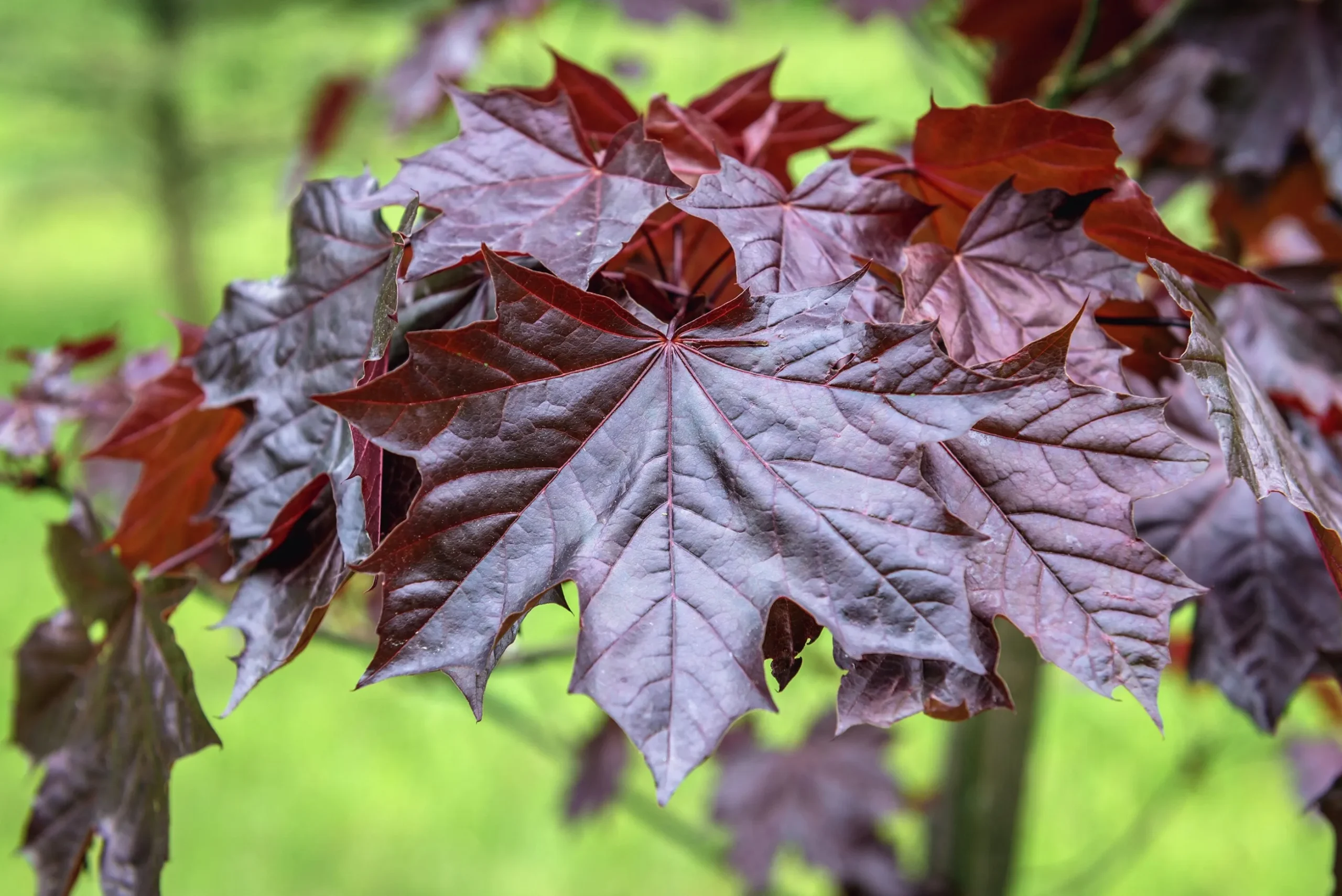 Skogslönn 'Royal Red' Stamhöjd ca 80-90cm
