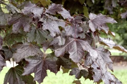 Skogslönn 'Royal Red' Ungträd