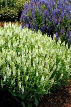 Skogssalvia 'Schneehugel'