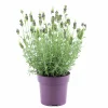Skärmlavendel Anouk Collection 15cm kruka