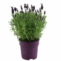 Skärmlavendel Anouk Collection 15cm kruka