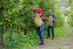 Skyddssko Blundstone #192 med stålhätta Brun 41