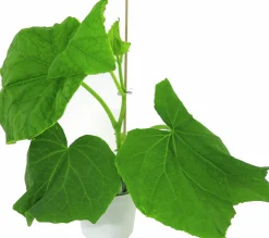 Slanggurka lat. Cucumis sativus 'Candy'
