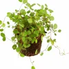 Slideranka Muehlenbeckia 12cm kruka