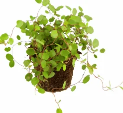 Slideranka Muehlenbeckia 12cm kruka
