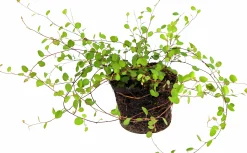 Slideranka Muehlenbeckia 12cm kruka