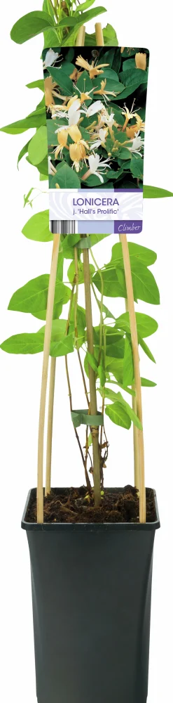 Slingertry 'Hall's Prolific'