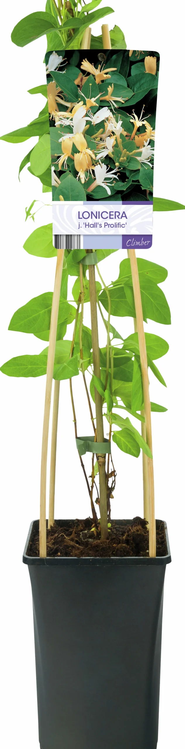 Slingertry 'Hall's Prolific'