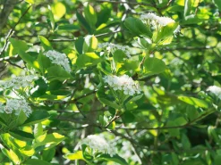 Slånaronia 'Elata' Barrotad