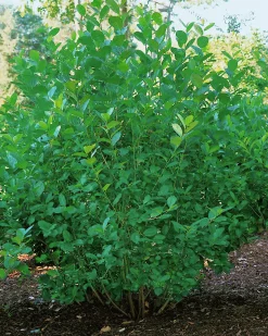 Slånaronia 'Elata' Barrotad