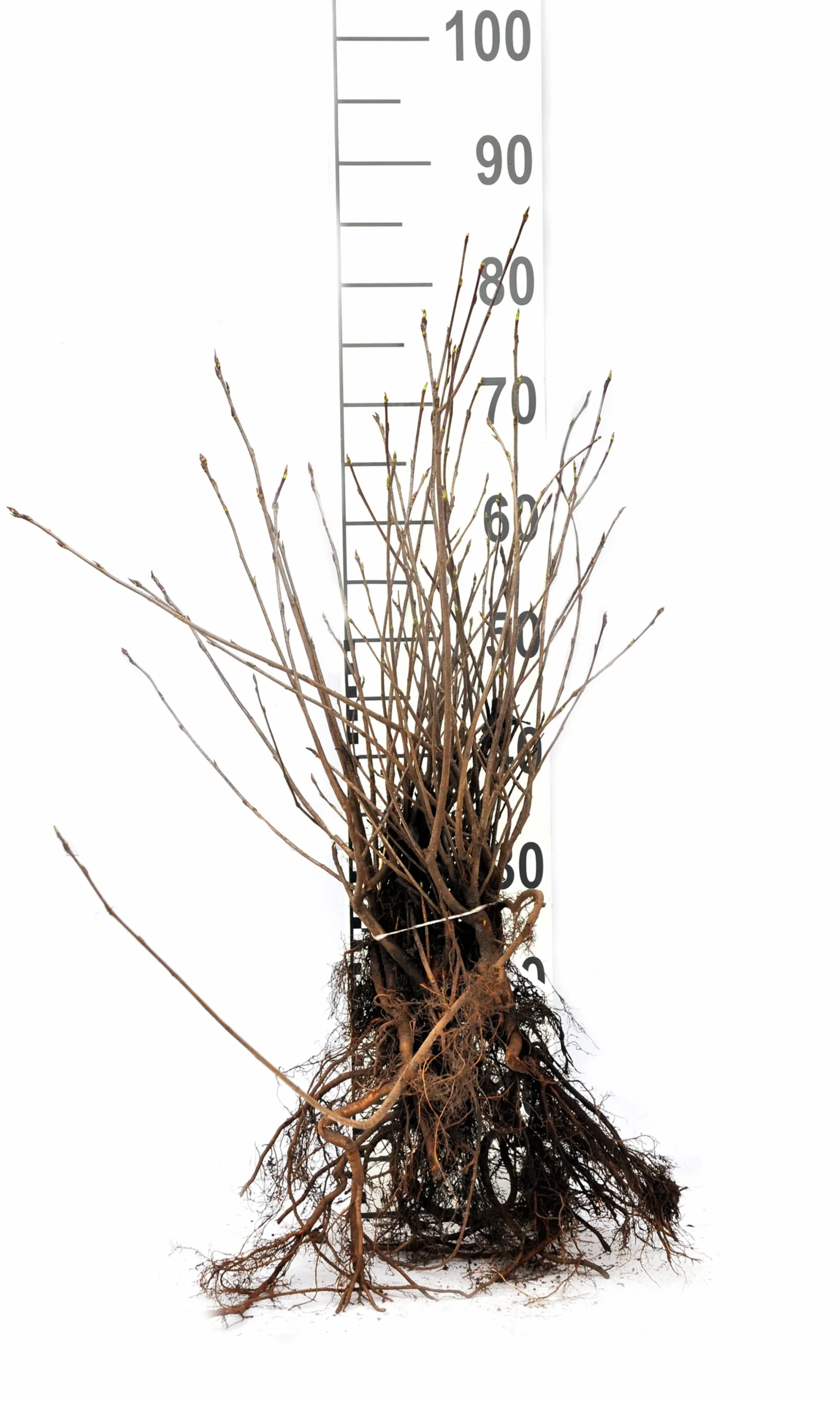 Slånaronia 'Elata' Barrotad