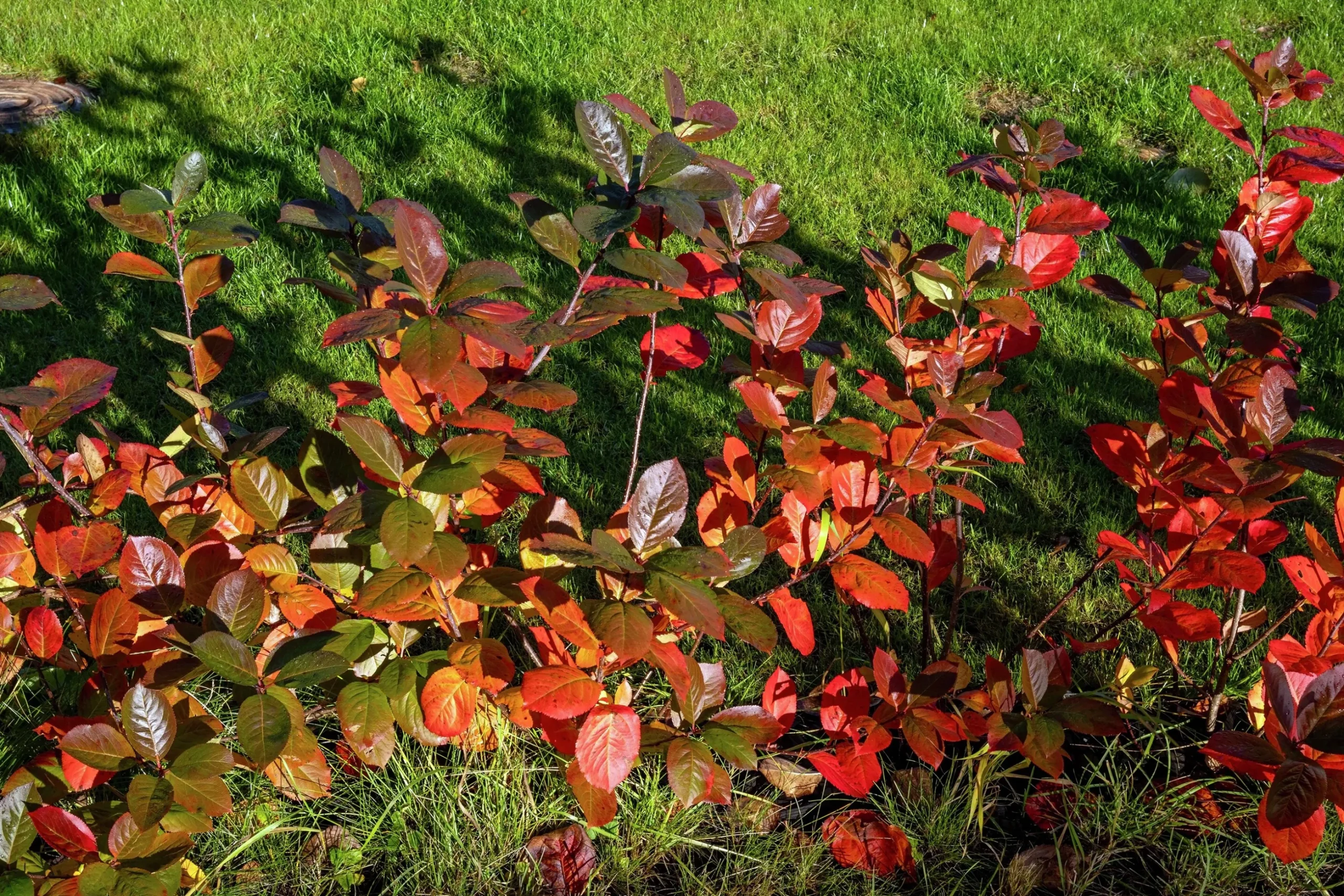 Slånaronia 'Elata' Barrotad