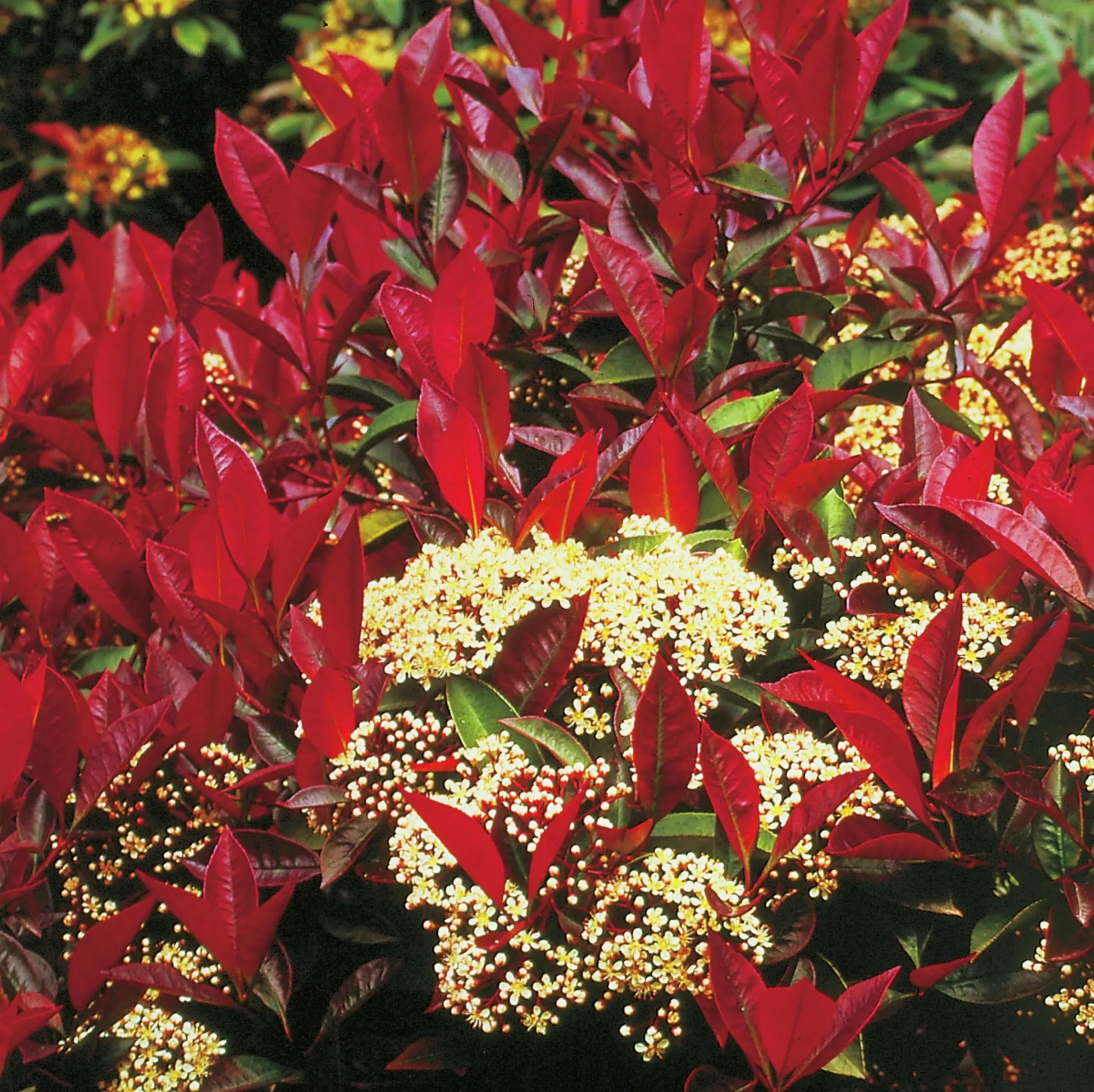 Slånaronia 'Viking'