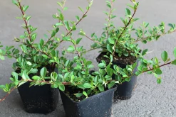 Småbladig Krypoxbär 'Eichholz' D:9-11cm Krukodlad