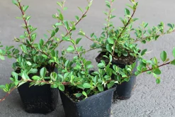 Småbladig Krypoxbär 'Eichholz' D:9-11cm Krukodlad