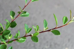 Småbladigt Krypoxbär 'Eichholz' Krukodlad