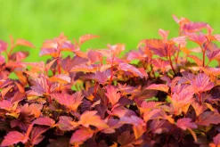 Smällspirea 'Little Angel' 'Hoogi016'