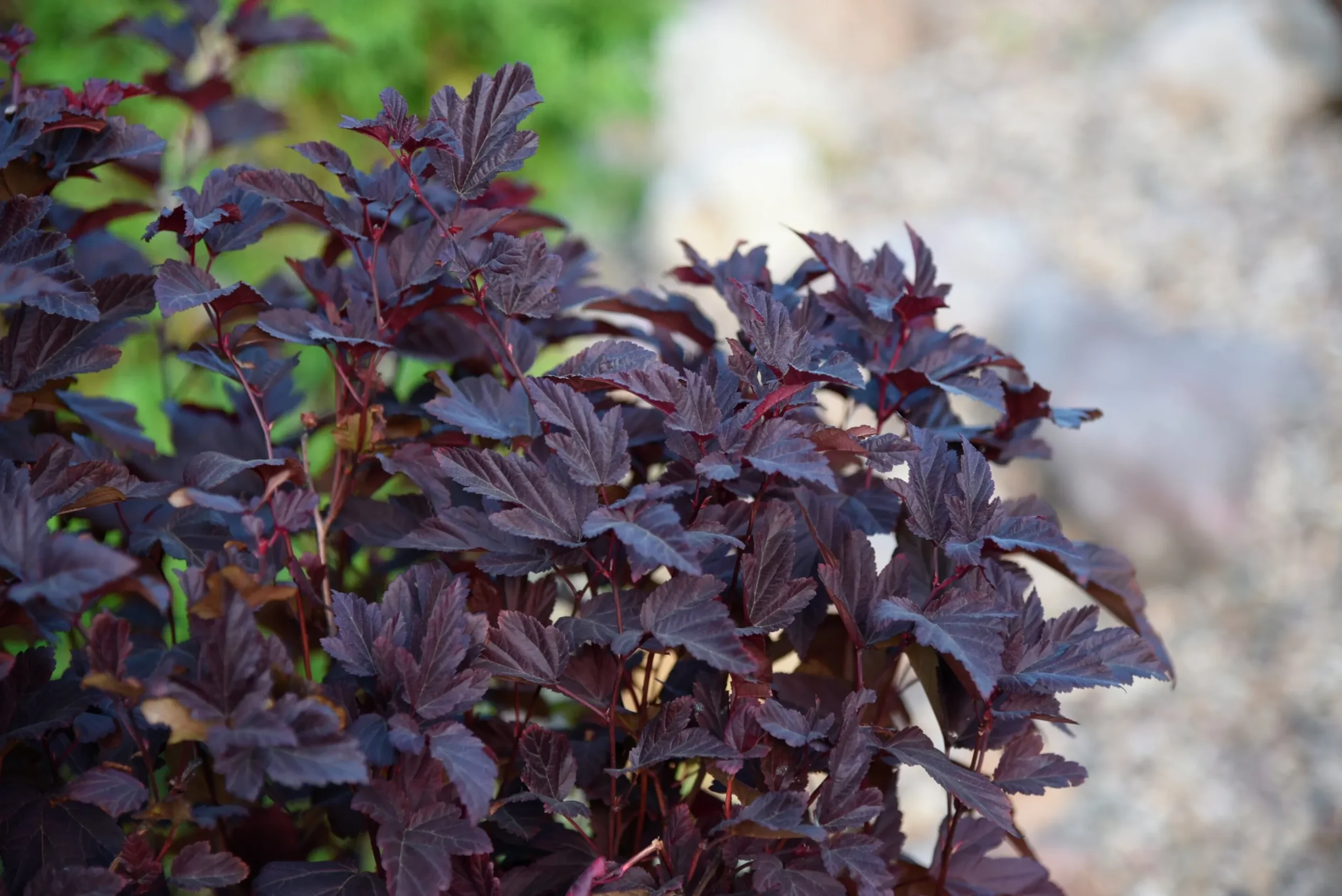 Smällspirea 'Little Angel' 'Hoogi016'
