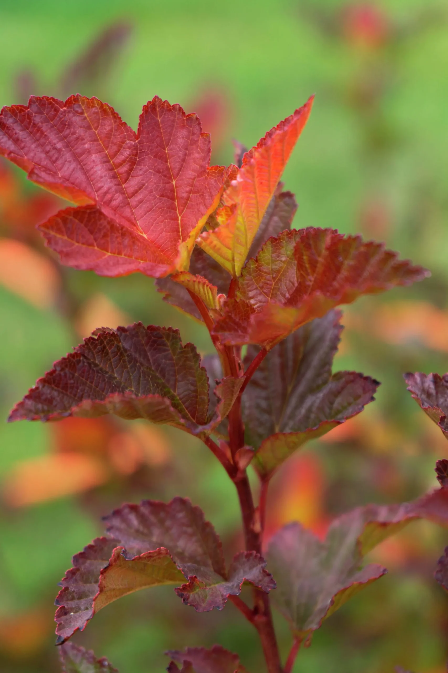 Smällspirea 'Little Angel' 'Hoogi016'