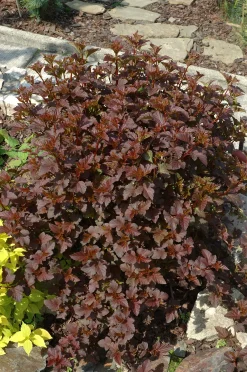 Smällspirea Rödbladig 'Diabolo' Krukodlad