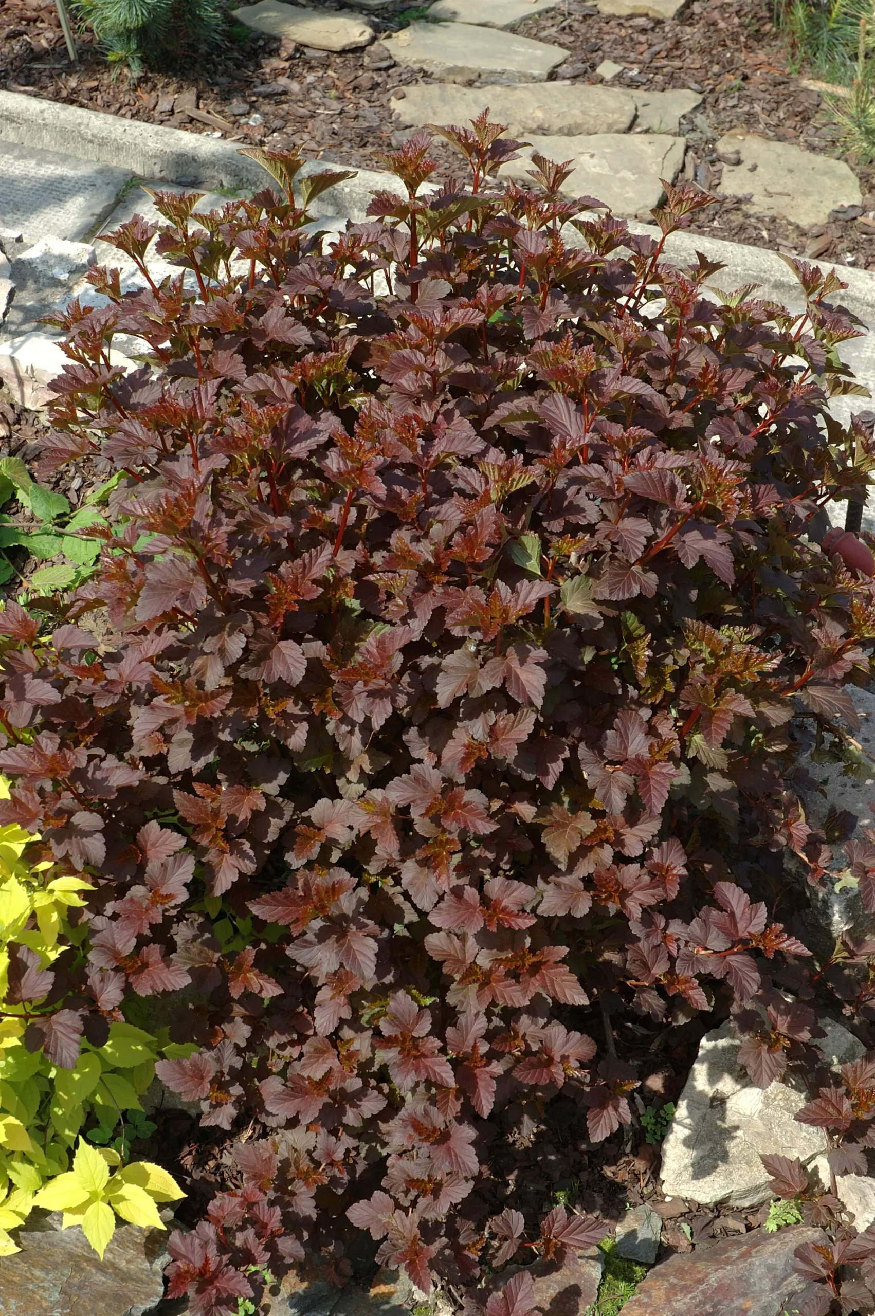 Smällspirea Rödbladig 'Diabolo' Krukodlad