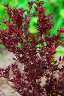 Smällspirea 'Tiny Wine' 'Smpotw'