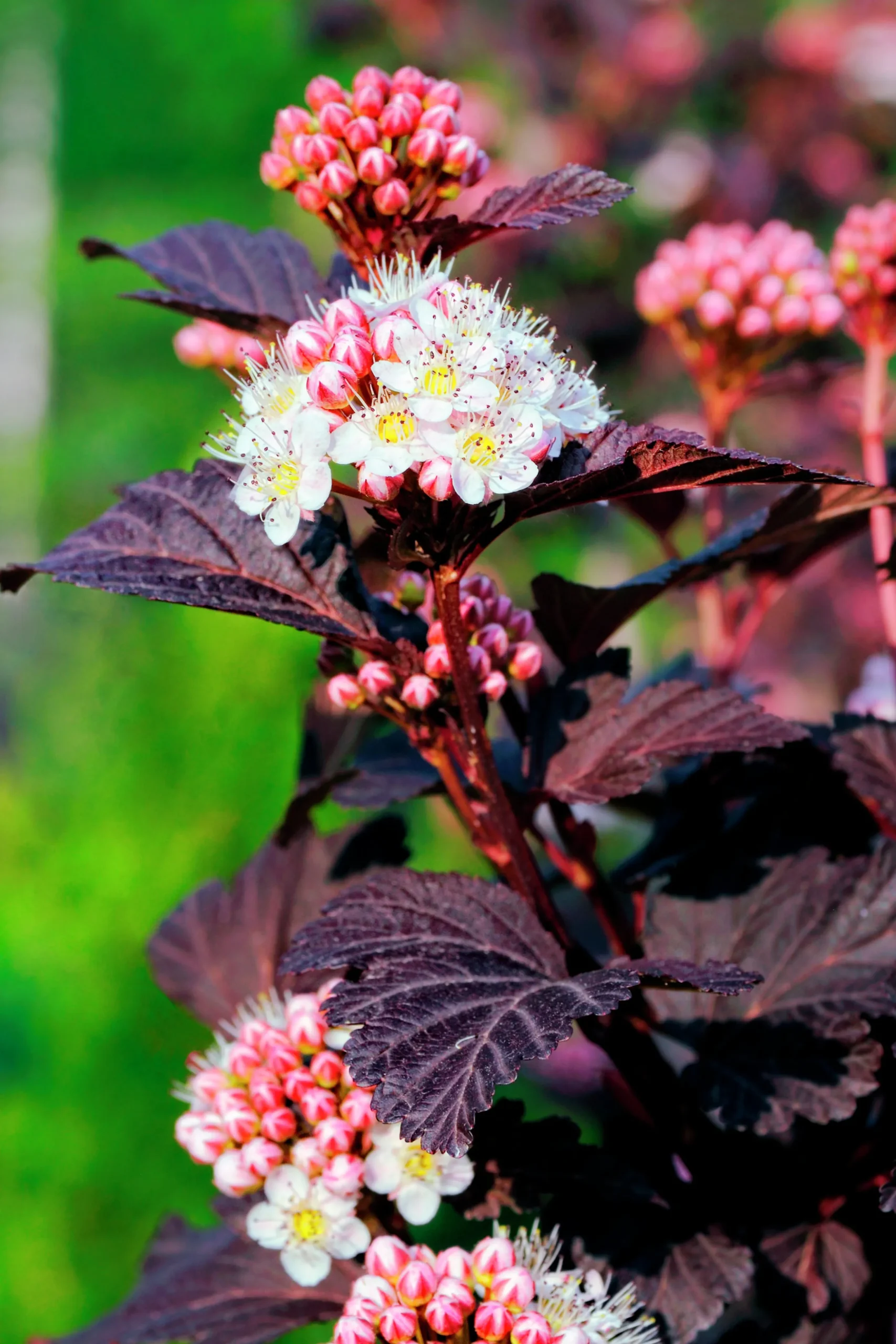 Smällspirea 'Tiny Wine' 'Smpotw'