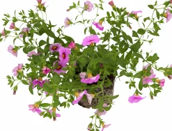 Småpetunia lat. Calibrachoa 'Million Bells'