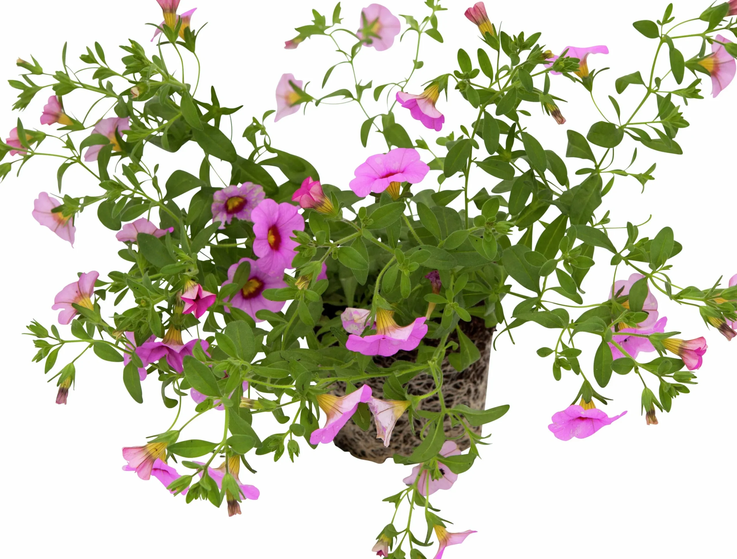 Småpetunia lat. Calibrachoa 'Million Bells'