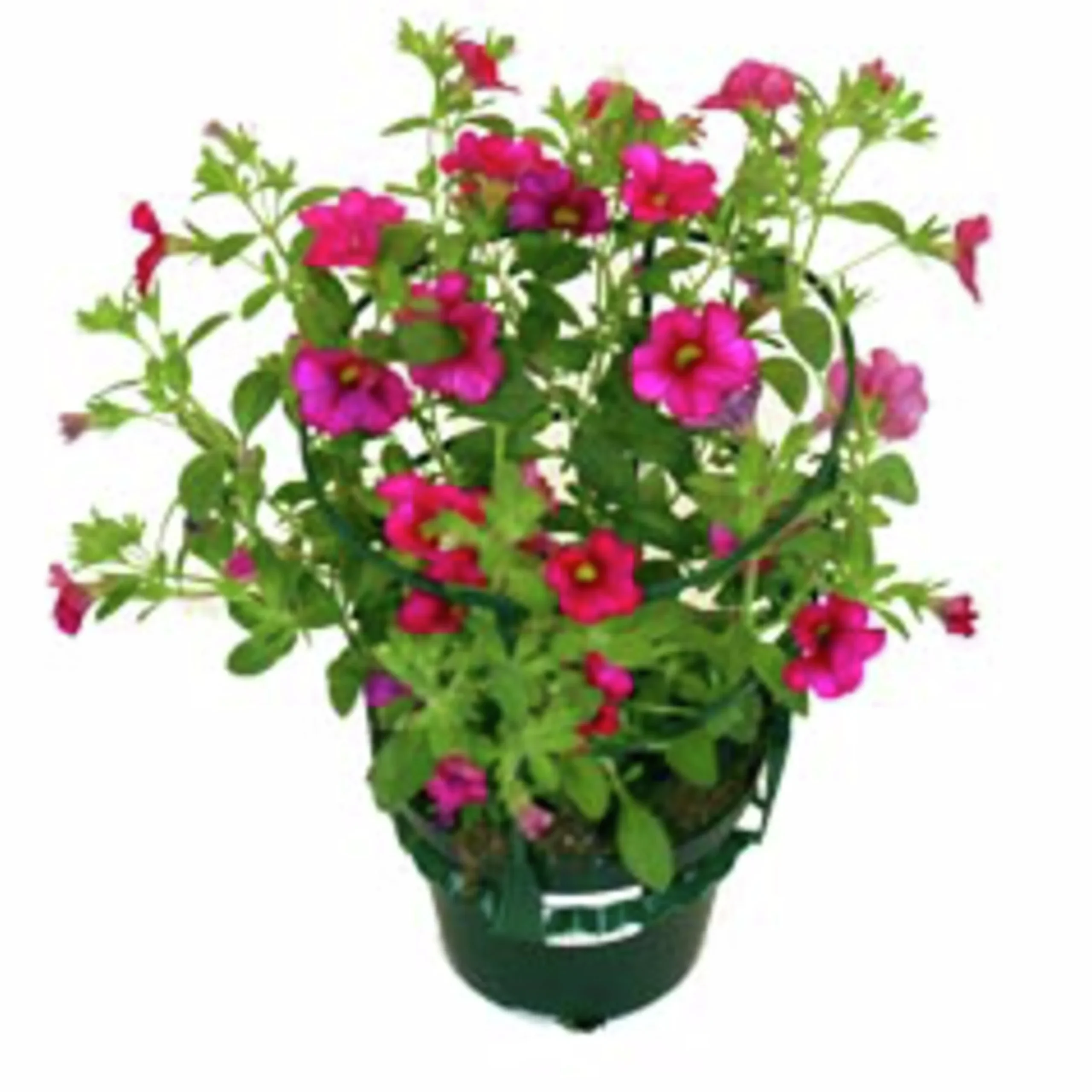 Småpetunia lat. Calibrachoa 'Million Bells'