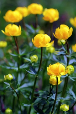 Smörboll syn. Trollius
