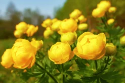 Smörboll syn. Trollius