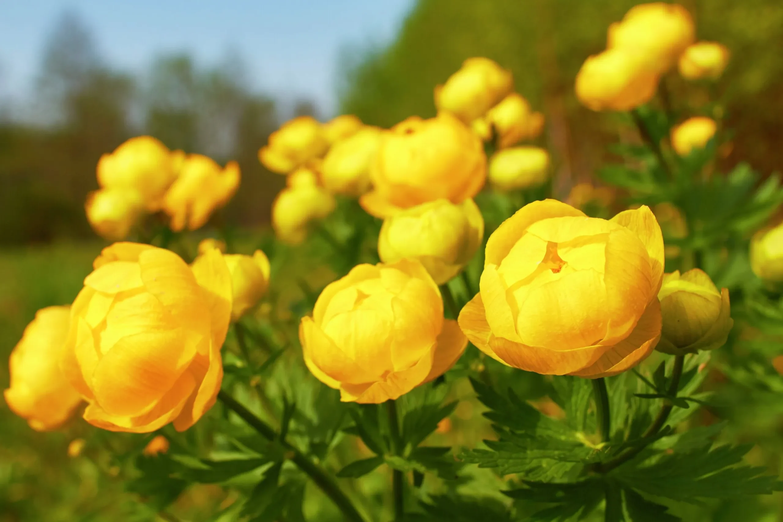 Smörboll syn. Trollius
