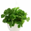 Smultron lat. Fragaria vesca Ampel