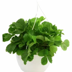 Smultron lat. Fragaria vesca Ampel