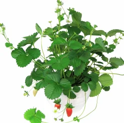 Smultron lat. Fragaria vesca Ampel
